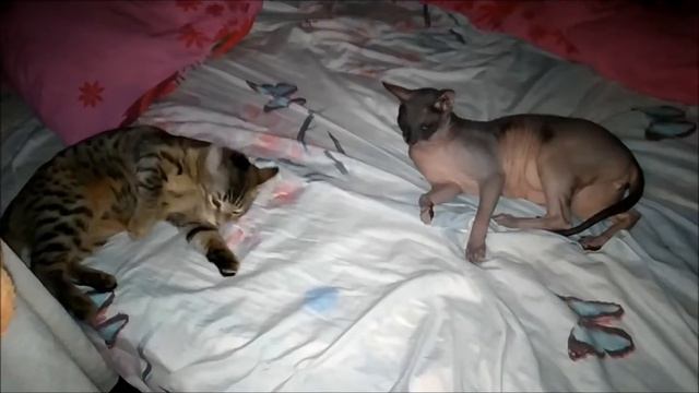 Это любовь!!!  Чучело мяучело.