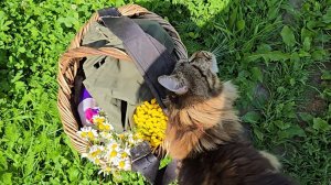 Находки из карьера, летние опята и пёстрые бусины