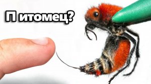 Я Завёл Питомца Убийцу Коров (самый болезненный укус)