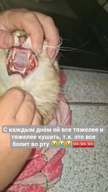 Марте нужно делать операцию ️️️ # #помощь #кошки #бездомнаякошка