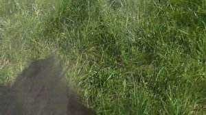WNBS1804_29.07.2026-Видео от Светланы