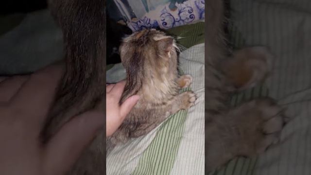 Операция для Марты #помощьбездомным #животные #кошки