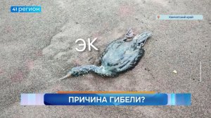 Новости Камчатки за 28 июля 2026 года