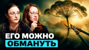 Почему борщевик захватил Россию — Марина Шайкина