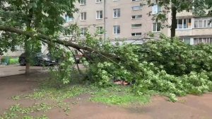 Из-за непогоды в одном только Кировском районе Уфы упало четыре дерева
