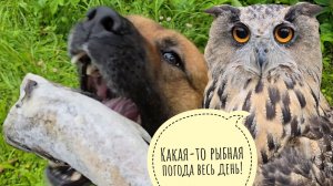 Всё вокруг мокрое, кроме совы Ёлки! Пёс Кубик умчал за рыбой. Что за странный цитрус мне попался?
