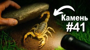 Я перевернул 100 камней ночью, вот что я нашёл...