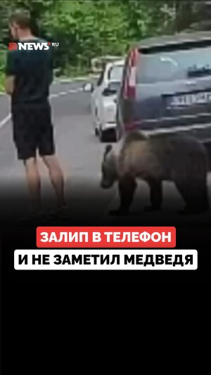 Медведь подкрался к туристу, пока тот смотрел в телефон