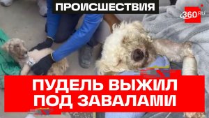 Пудель провел под завалами 29 дней – невероятное спасение собаки после землетрясения в Венесуэле