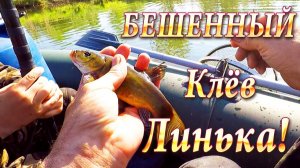 Бешенный Клев Линька! Прикормка Работает на Отлично! Будем Зарыблять!