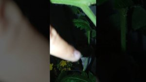 мой огород 2