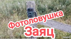 Очередная проверка фотоловушки. Заяц