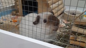 Анимация с Баффи