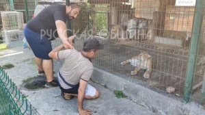 В Челябинске приезжий из Узбекистана хотел напасть на рысь.