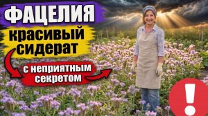 Фацелия Главный вред, о котором молчат все агрономы!