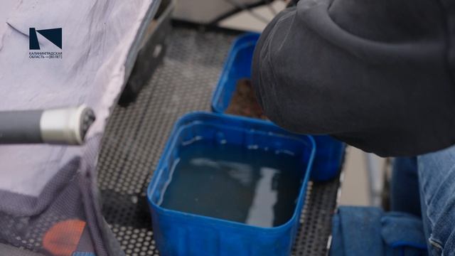 Кубок Калининградской области по рыболовному спорту (ловля донной удочкой) среди мужчин и женщин