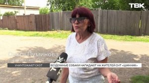 Бродячие собаки держат в страхе СНТ «Шинник» в Красноярске