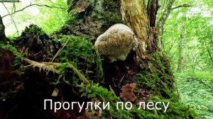 Прогулки за грибами. Собираю то, что не собрали грибники.