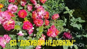 СП «ДОБИВАЮ НЕДОВЯЗЫ-5»/ 2026 Отчёт №1