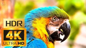 Заставка \ 4K Video ULTRA HD \ 4К Видео Ультра качество Природа