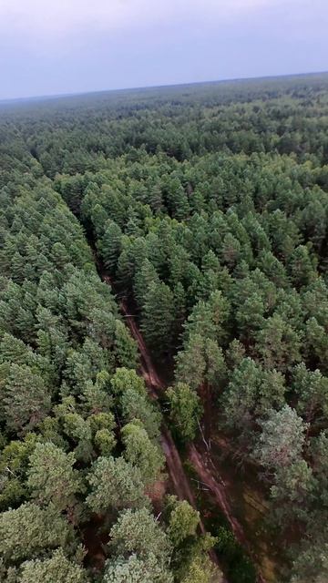 FPV. Forest Dive (teaser)