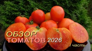 Обзор коллекционных сортов ТОМАТОВ сезона 2026. I часть