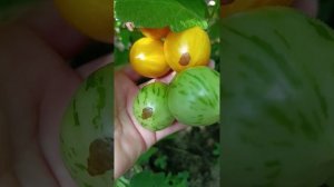Обход территории 🍅🥒 Ловушка работает 👌