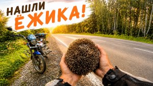 С другом на мопедах Альфа и много разной живности