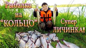 Рыбалка на Кольцо! Работает Личинка! Отличный Улов
