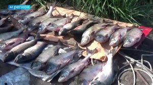 БОЛЬШЕ ТОННЫ ЛОСОСЯ ВЫЛОВИЛИ ЗА НЕДЕЛЮ БРАКОНЬЕРЫ НА КАМЧАТКЕ • НОВОСТИ КАМЧАТКИ