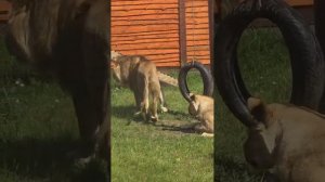 CFEA4338_29.07.2026-Видео от Светланы