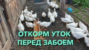 Домашнее птицеводство Когда садить уток на откорм перед забоем