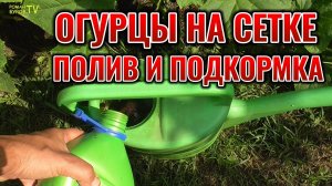 ОГУРЦЫ НА СЕТКЕ ЗАВАЛИВАЮТ УРОЖАЕМ: ПОЛИВ И ПОДКОРМКА 🥒🥒🥒