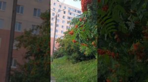 Зарумянилась рябина в середине июля