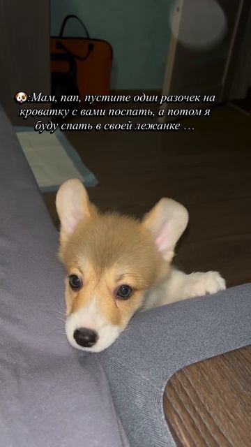 🐕