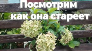 Посмотрим как она стареет. Мечта Лескова. Блумулусы.