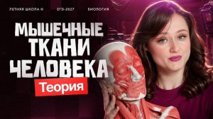4. Мышечные ткани. Теория | ЕГЭ 2027 по биологии | Stepenin.ru