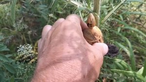 Шкатулка в июльском лесу на чертополохе