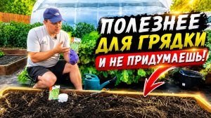 Посейте горох на пустые грядки прямо сейчас- почва наполнится азотом!