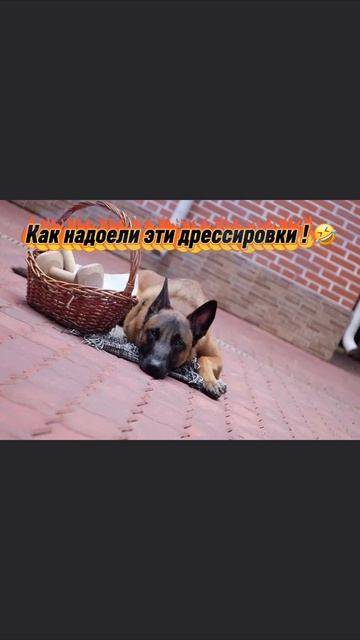Надоели вечные дрессировки! 🤣🤣🤣