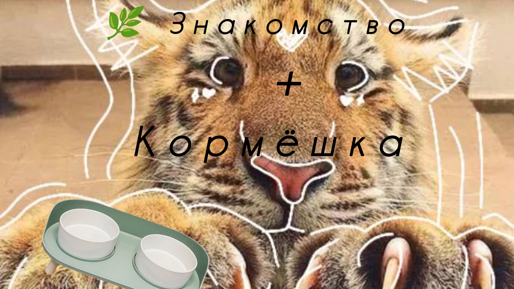 🌿 Знакомство + Кормёшка🐅