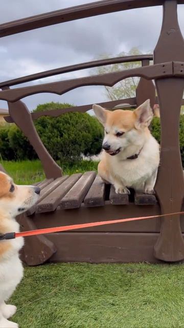 🐶