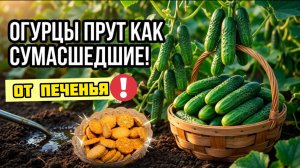 Я в ШОКЕ! Огурцы прут как сумасшедшие от обычного печенья!