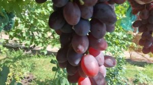 Виноград кишмиш Брависсимо, ультра ранний супер кишмиш