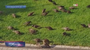 Дачный участок в Подмосковье оккупировало полчище птиц