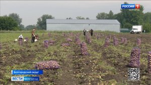 Белгородские аграрии приступили к сбору молодого картофеля