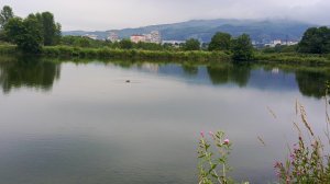 29-07-2026 Уточки на Новом озере #Кисловодск