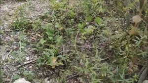 Село Борщево, Хохольский район, Воронежская обл. ,Монастырская гора (пещера) , 24.07.2026 года