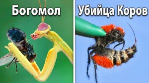 Я Построил Дома Для Экзотических Насекомых...