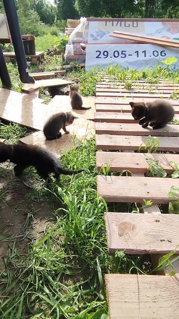 Умывашки котят.Если хотите помочь котам на корм,стерилизацию и т.д. 2200 7017 2073 2004 или донаты.